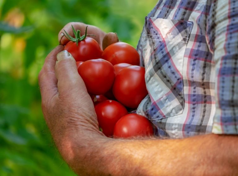 Lire la suite à propos de l’article Ketchup maison